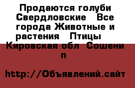 Продаются голуби Свердловские - Все города Животные и растения » Птицы   . Кировская обл.,Сошени п.
